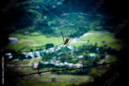 spider with a view