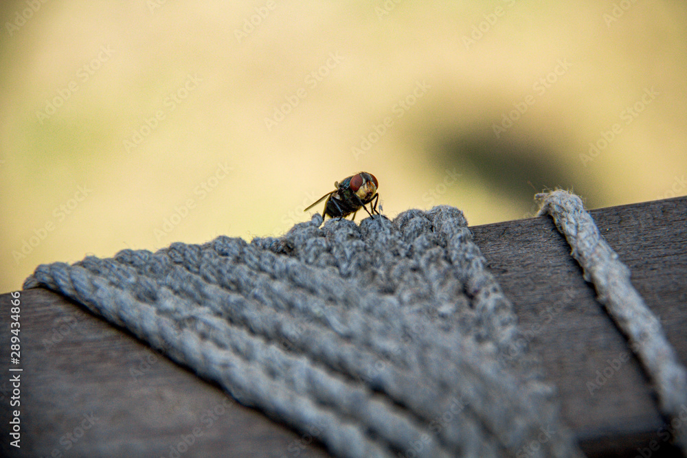 Obraz premium fly on rope