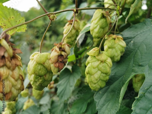 Bunches of green hop cones. Close-up photo