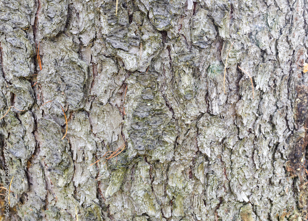 photo tree bark photo tree bark