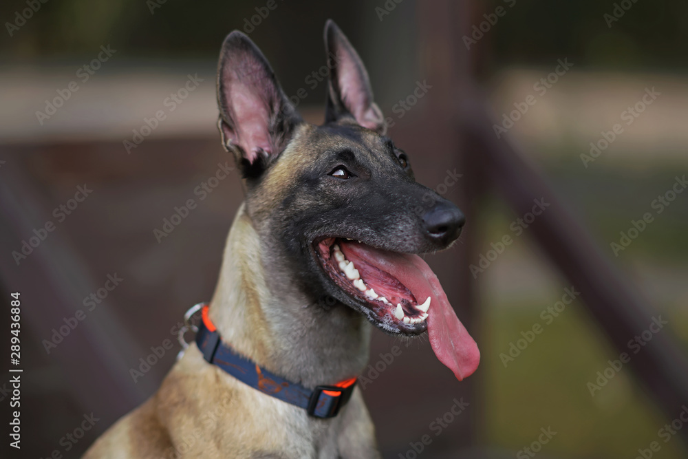 The portrait of a young Belgian Shepherd dog Malinois with a collar posing outdoors in a city dog park in summer
