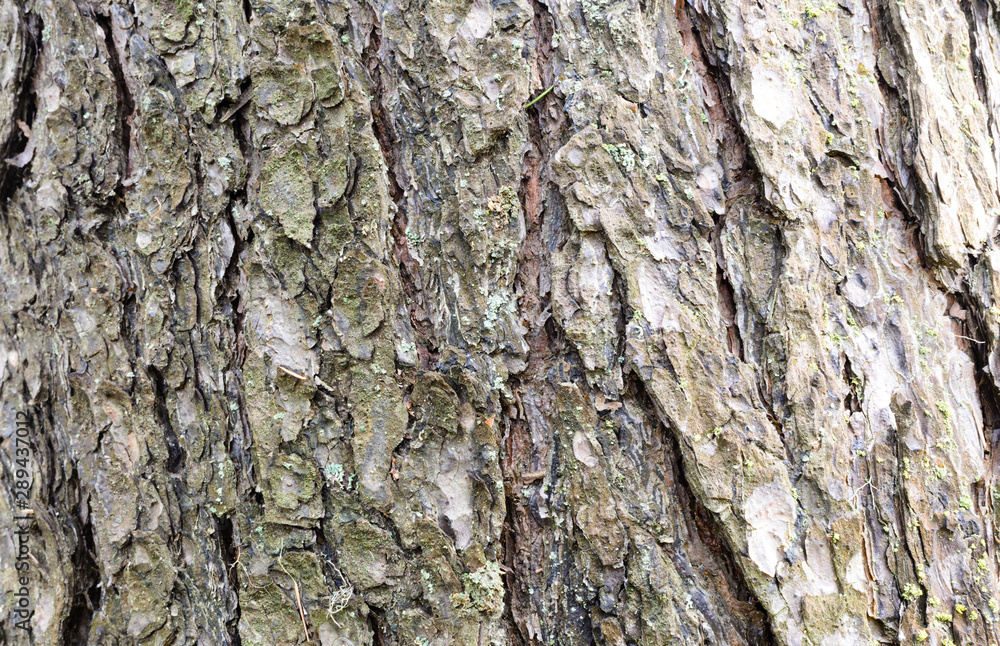 photo tree bark photo tree bark