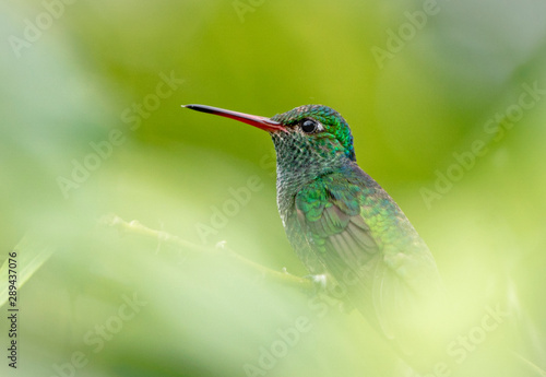  Beautiful Glittering-throated Emerald hummingbird (Amazilia fimbriata) in a green world. Suriname South America
