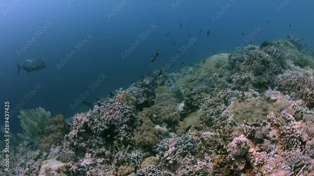 Whitetip Reef Sharks and Trevallies hunting on the edge of a colorful coral reef. Tubbataha Reef dive site Wall Street 4k footage Whitetip Reef Sharks and Trevallies hunting on the edge of a colorful coral reef. Tubbataha Reef dive site Wall Street 4k footage