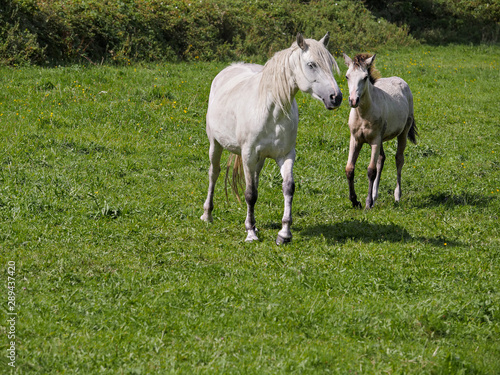 White horse and young foal in a green field, Selective focus. © mark_gusev