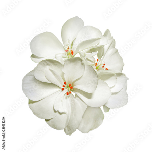 White geranium flower isolated on a white background