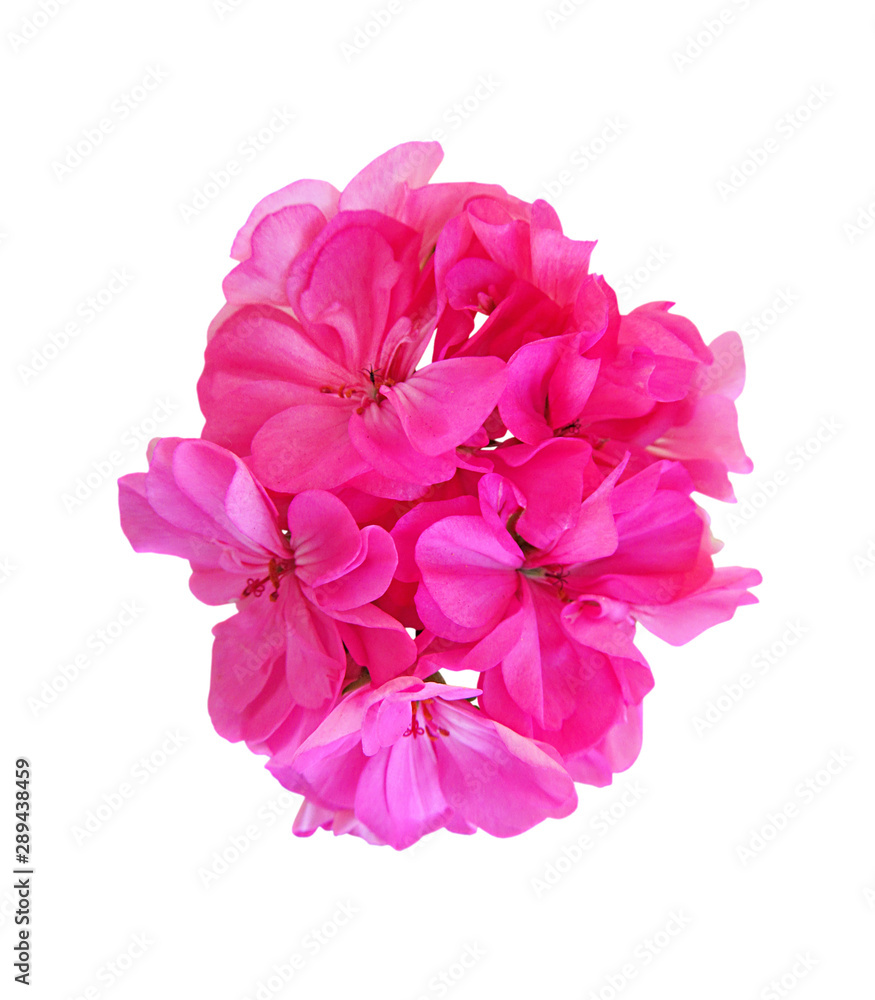 Pink geranium flower isolated on a white background