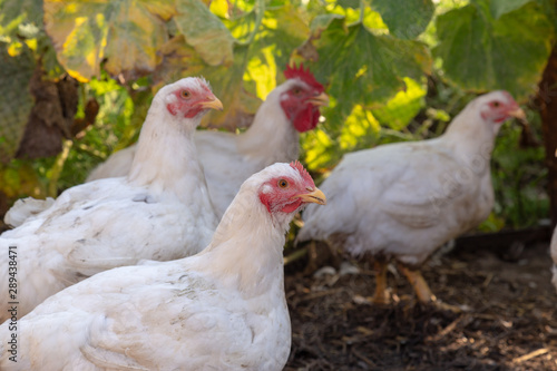 Hen and rooster with other hen at the organic household. Authentic farm series.