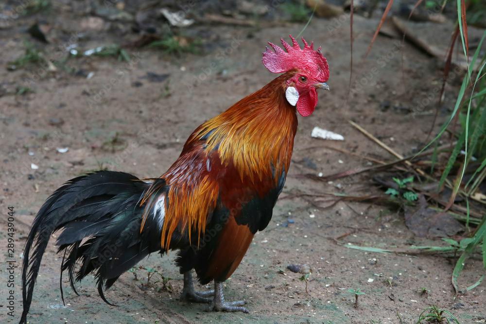 Jungle fowl eating prey with haste. We watched and were happy.
