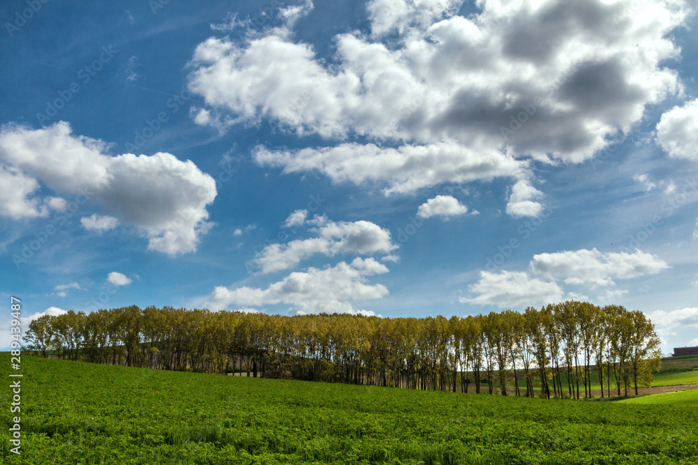 Obraz premium Colline del Monferrato