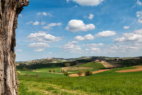 Colline del Monferrato photo