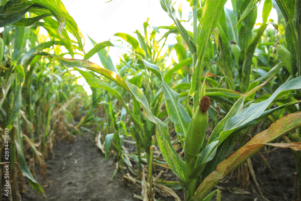 Green corn field on summer day, closeup Green corn field on summer day, closeup