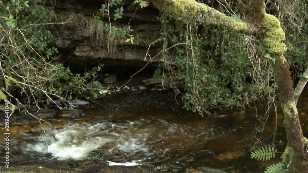 Tilt from a pool in a small creek, up across a rocky bank, to a sapling covered in thick, soft moss