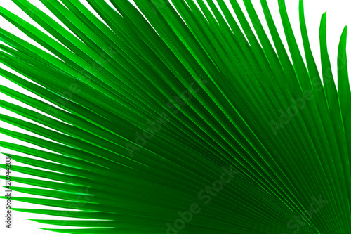 Nature Tropical palm green leafs Striped of large green foliage texture background close up