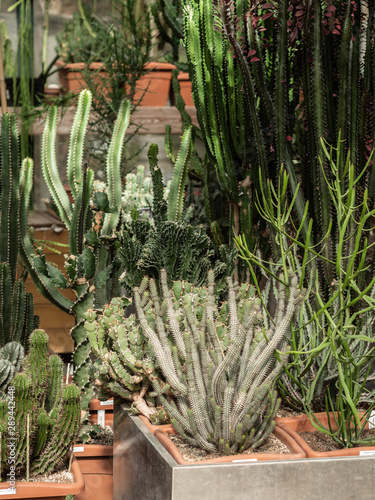 A large collection of caсtuses. Different types of cacti and succulents