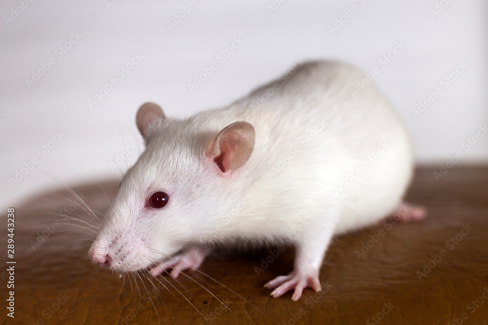 White funny domestic pet rat.