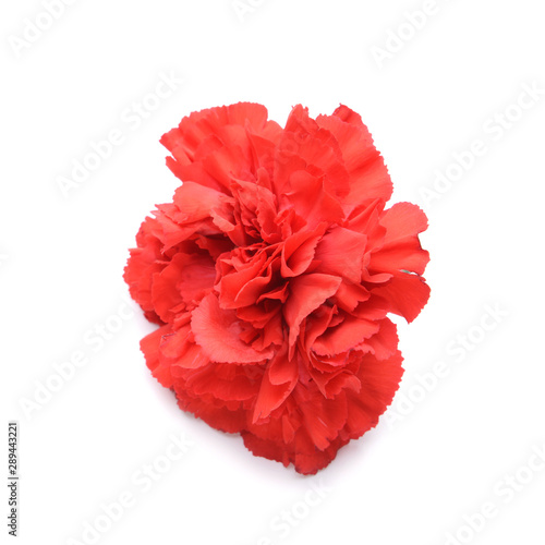 Beautiful carnation flower on white background