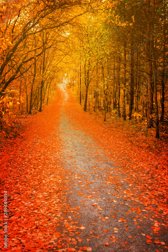 Pathway through the autumn forest, orange and red foliage trees. blur, soft focus