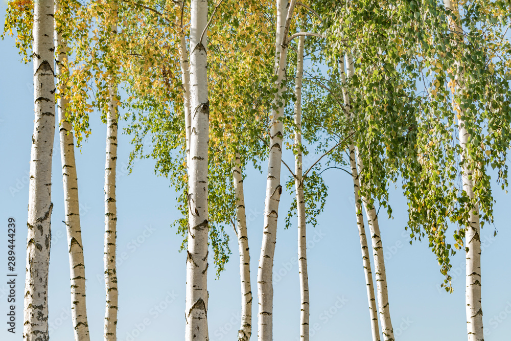 White birch with yellowed leaves in September