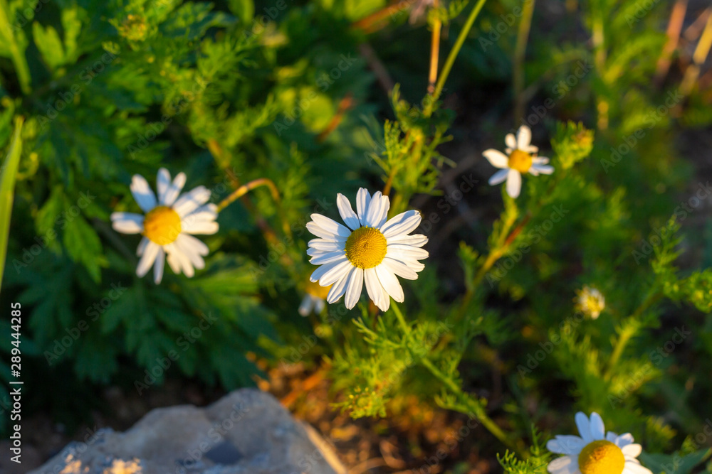 Blossoming wild white and yellow camomile flowers on green leaves and grass background in summer Blossoming wild white and yellow camomile flowers on green leaves and grass background in summer