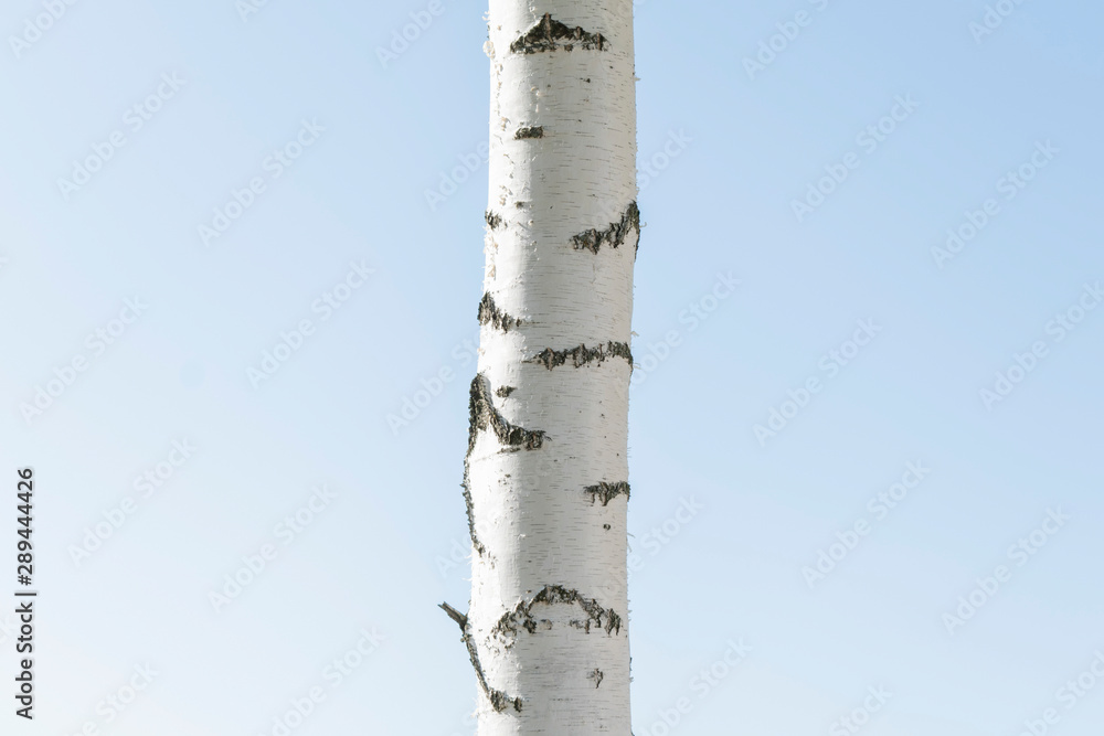 White birch with yellowed leaves in September