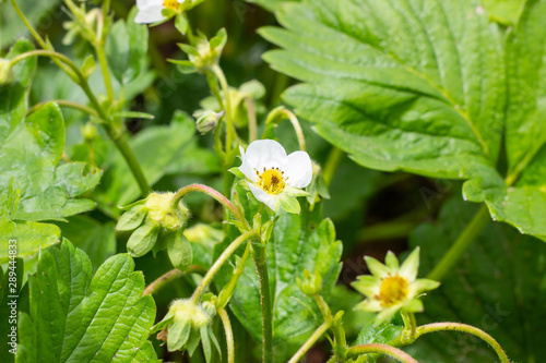 White blooming strawberry flowers on green leaves background in the garden photo