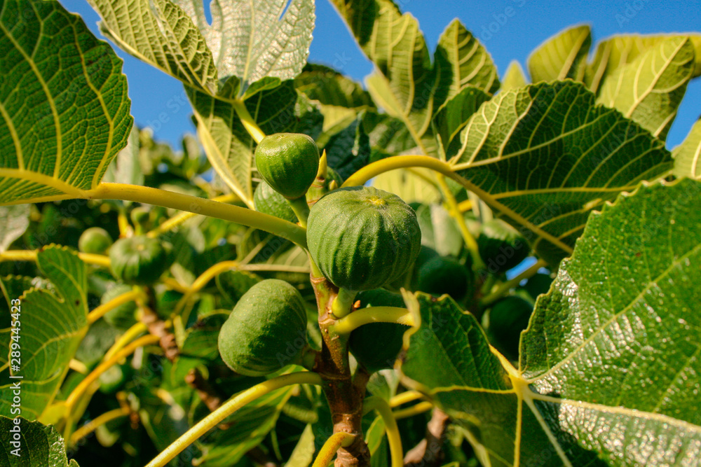 Figs growing on a fig tree (Ficus carica) with large green leaves and a ...