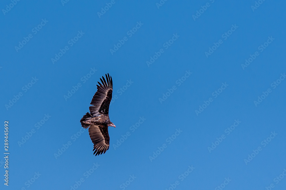 A White-headed vulture -Trigonoceps occipitalis- circling over Etosha National Park, Namibia. A White-headed vulture -Trigonoceps occipitalis- circling over Etosha National Park, Namibia.