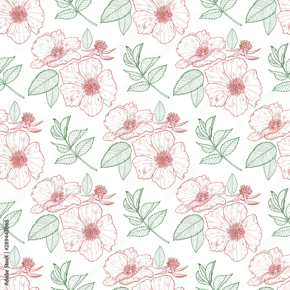 Floral seamless background with wild roses and leaves on the white background. Endless texture for design.