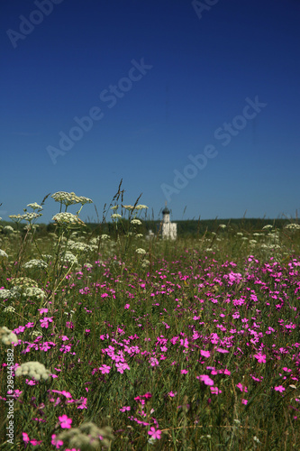 The meadow flowers of Bogolubovo photo