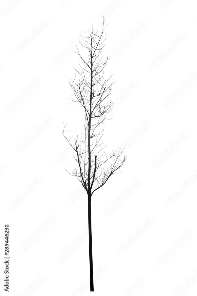 Fototapeta premium Dead tree silhouette isolated on white background