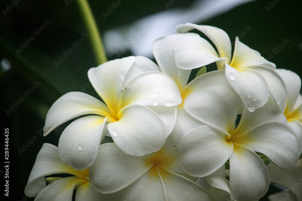 Fototapeta premium White Plumeria flowers are blooming on the tree