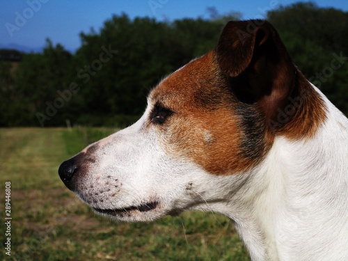portrait of a dog, Jack Russell Terrier 