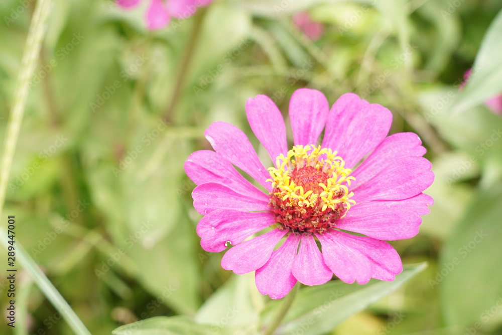 Bann Chuen (Scientific name: Zinnia violacea Cav.) Is a single leaf herbaceous plant with a bouquet of red, pink, orange, purple as an ornamental plant. Bann Chuen (Scientific name: Zinnia violacea Cav.) Is a single leaf herbaceous plant with a bouquet of red, pink, orange, purple as an ornamental plant.