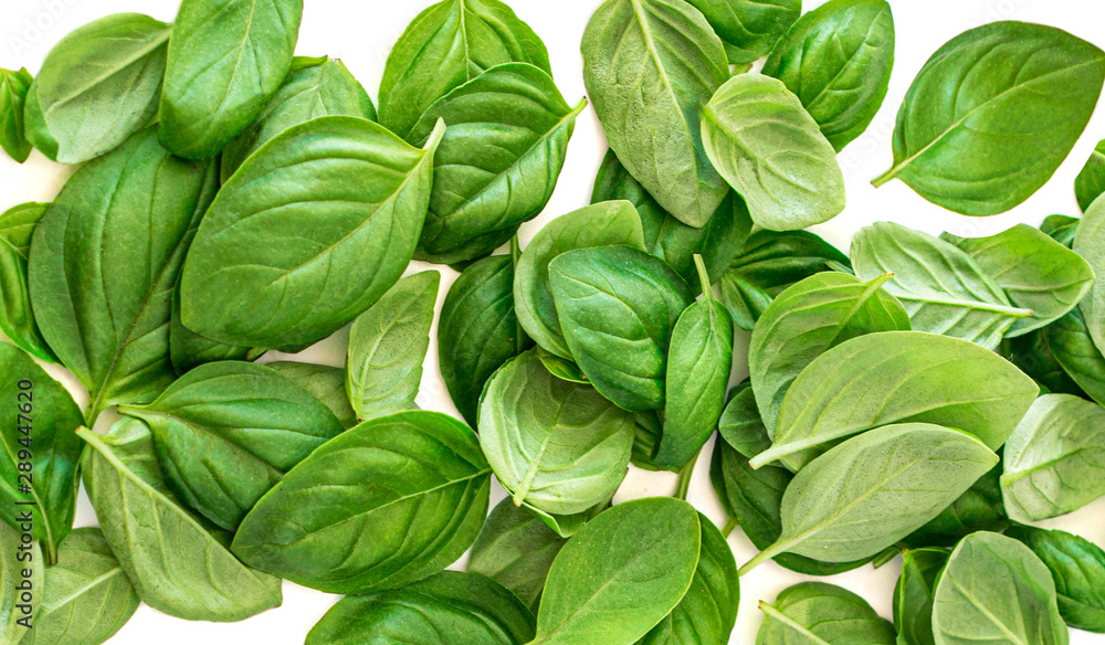 Creative layout made of Organic Basil herb leaves isolated on white background. Basil Pattern. Flat lay, top view. Food ingredient concept. Creative layout made of Organic Basil herb leaves isolated on white background. Basil Pattern. Flat lay, top view. Food ingredient concept.