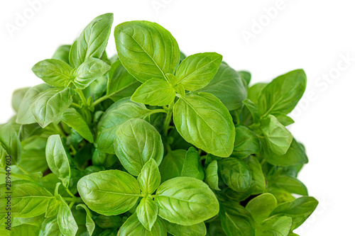 Fresh growing basil herb leaves isolated on white background.