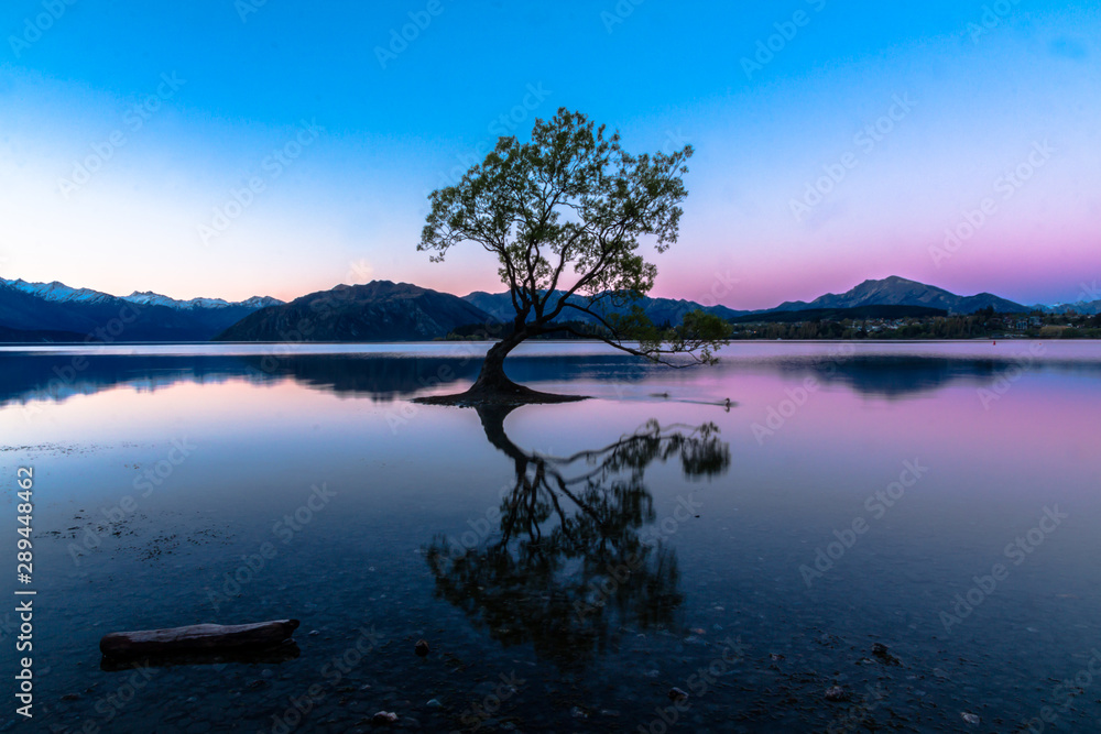 The Wanaka Tree