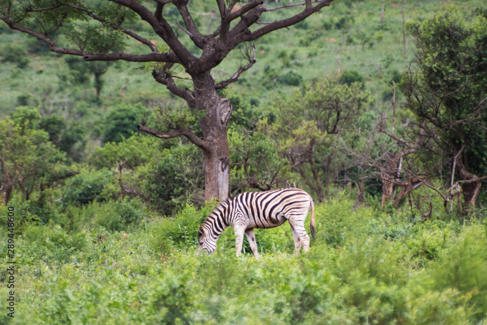 Naklejka premium Zebra-Zèbre (Equus), kwazulu natal, south africa.