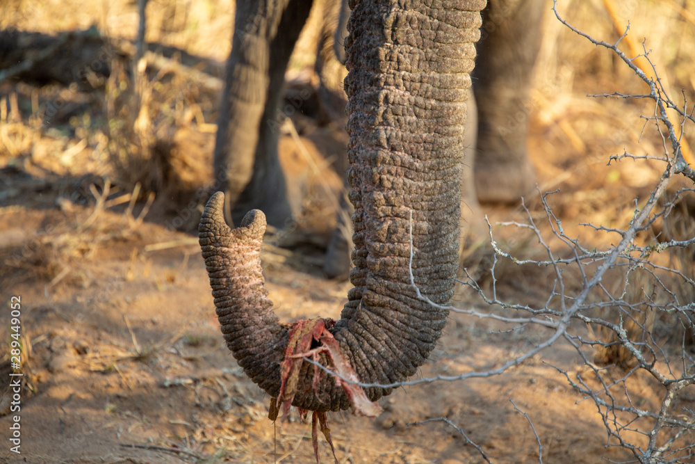 Obraz premium Beautiful elephant herds moving about in the bushveld of Southern Africa's Greater Kruger National park