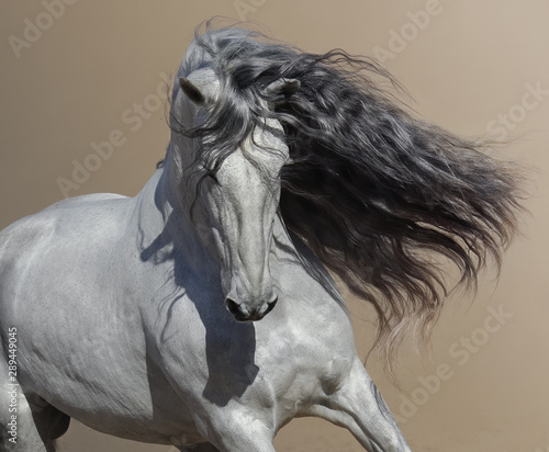 Naklejki na meble Andaluzyjski koń z długą grzywą