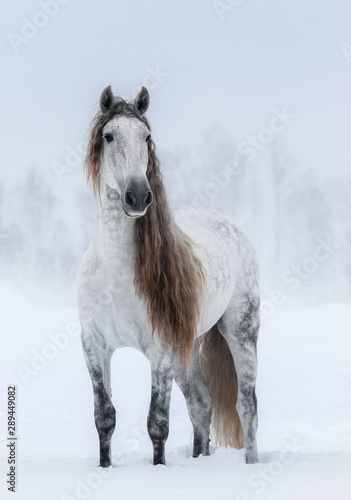 Winter cloudy landscape and grey long-maned Andalusian Horse.
