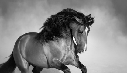Andalusian horse playing on sand in paddock in dust. Close up photo.