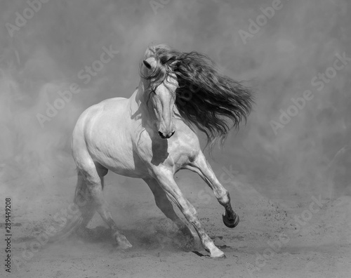 White Spanish horse plays on sand.