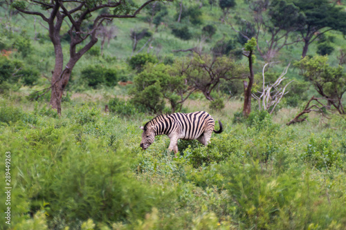Zebra-Z  bre  Equus   kwazulu natal  south africa.