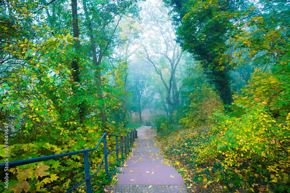 Fototapeta premium Treppe unter Bäumen im Nebel - Park Wald im Herbst