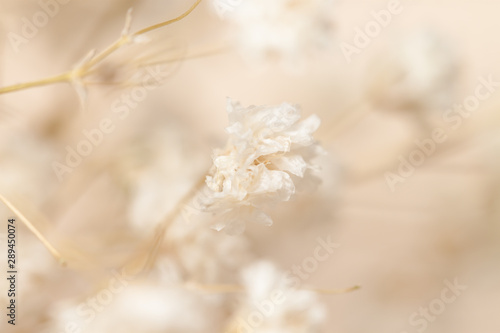 gypsophila little white flowers macro © Tanaly