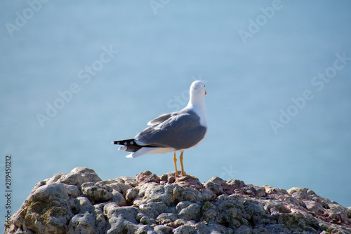 Seagull in a viewpoint of Nazareth