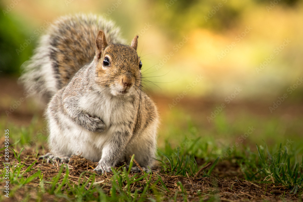 Obraz premium Ardilla