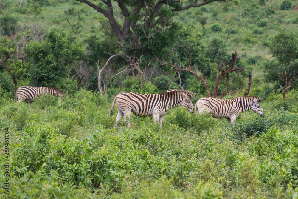 Fototapeta premium Zebra-Zèbre (Equus), kwazulu natal, south africa.