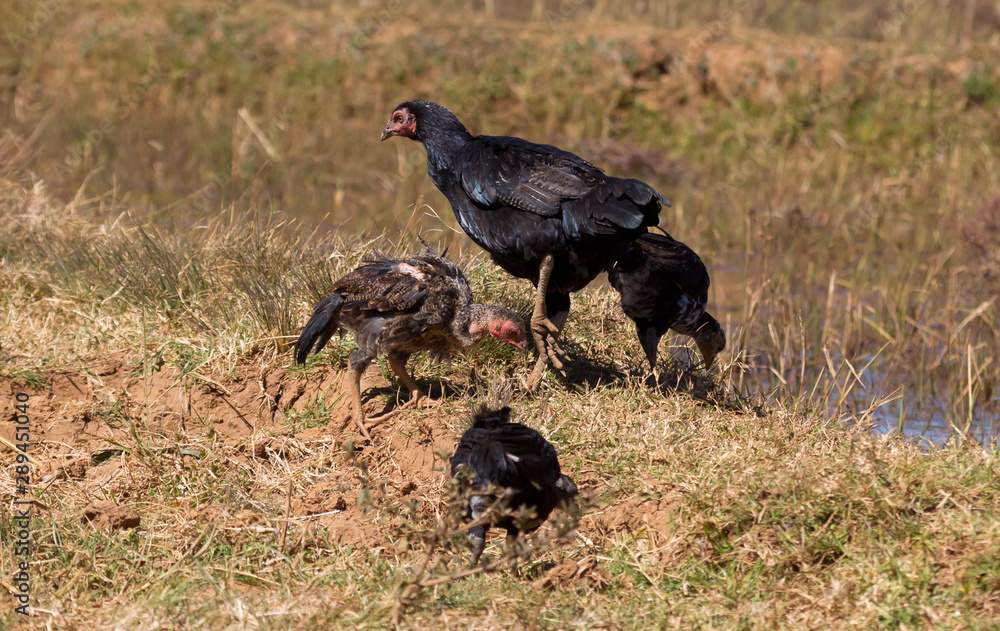 Hen with chicken in Madagascar, Africa Hen with chicken in Madagascar, Africa